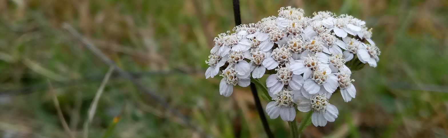 Blüte der Schafgarbe
