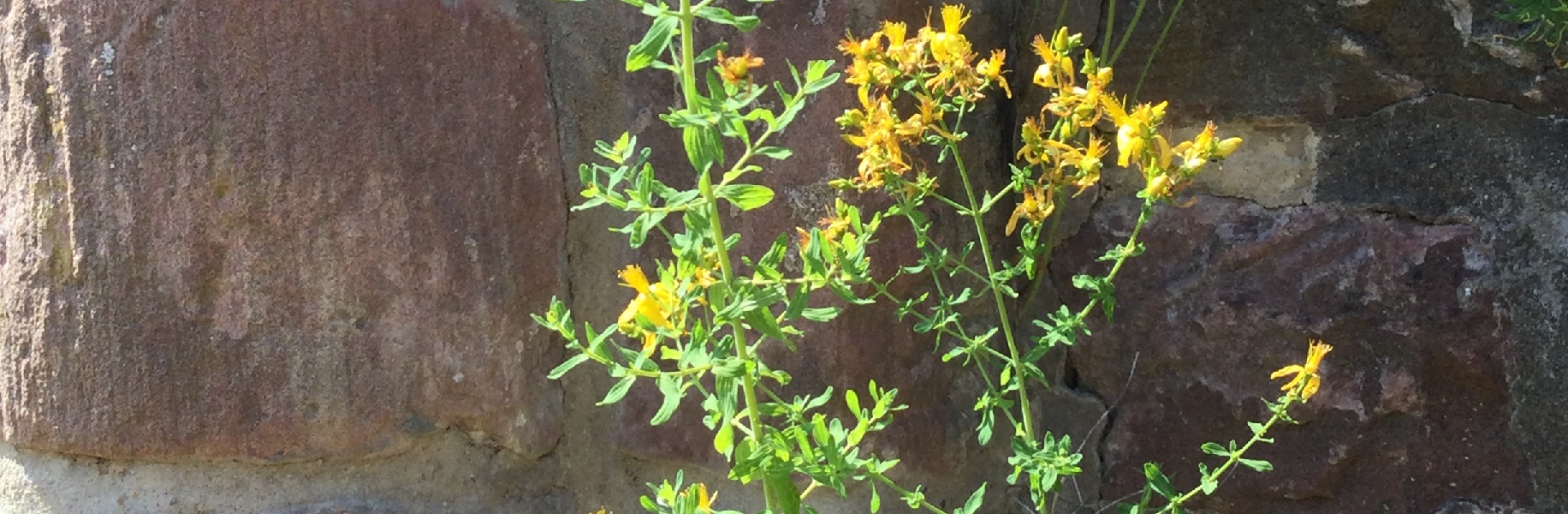 Johanniskraut, Blüte