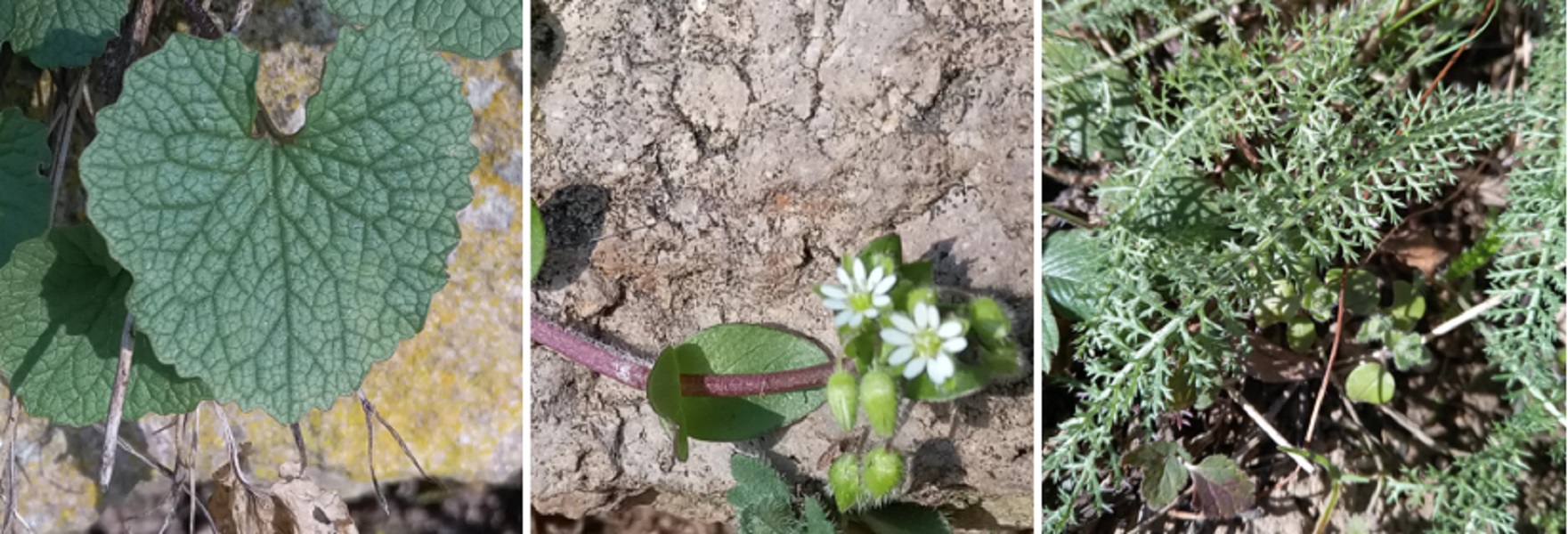 Frühlingskräuter, Knoblauchrauke, Vogelmiere, Schafgarbenkraut